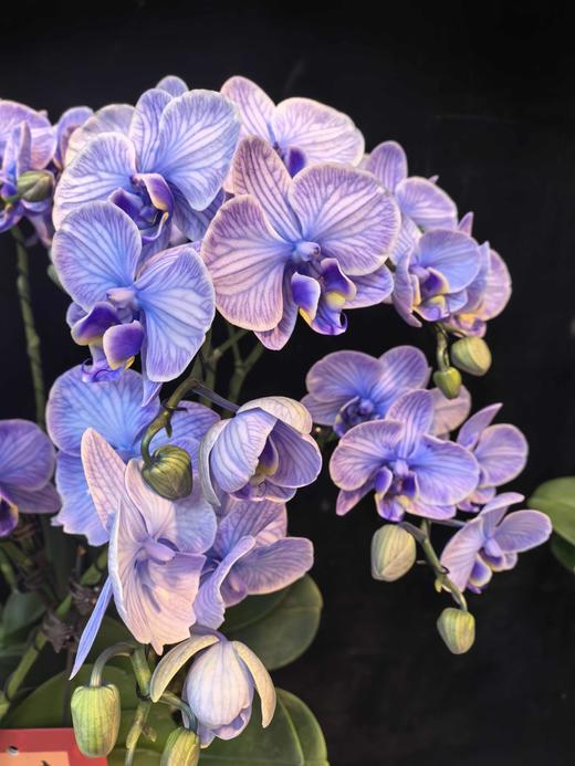 精品蝴蝶兰小盆栽马卡龙紫色12支 商品图4