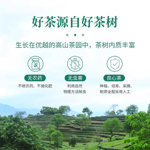 象窝红茶高山花香醇厚新茶送礼送长辈自饮口粮茶广东特色红茶盒装 商品图3