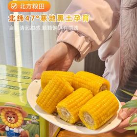 北方粮田 鲜食黄糯玉米段 18根 非转基因玉米，商超同款，品质放心；进口HG耐高温抗紫外线蒸煮袋，3小时真空锁鲜；粒粒饱满 ，软糯香甜，老少皆宜