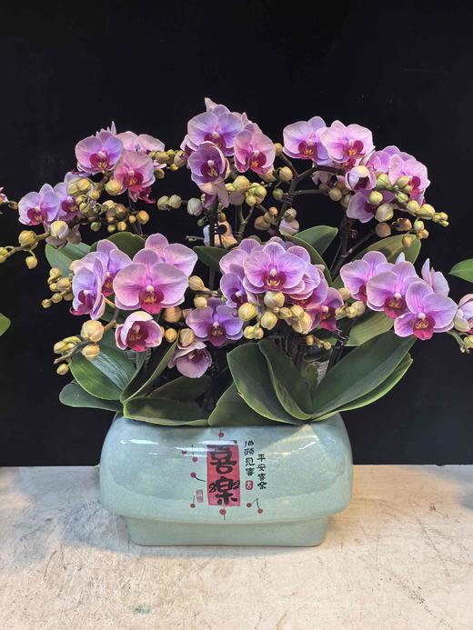精品蝴蝶兰盆栽宝贝10支 商品图0