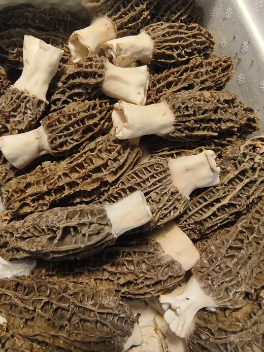 【新鲜羊肚菌】素中之荤 富含优质蛋白 味道鲜美/高原产地精选好货 /基地现采直发 顺丰空运包邮 商品图13