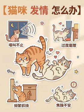 猫咪发情怎么办？速看！