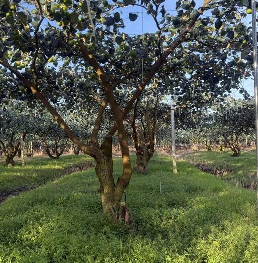 2月11日-2月24日停运！【苹果枣一枣三味】有着苹果的脆，枣的甜和雪梨的多汁 可食率高 收到放冰箱冷藏风味更佳 商品图6