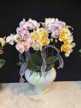 精品蝴蝶兰马卡龙混色6支