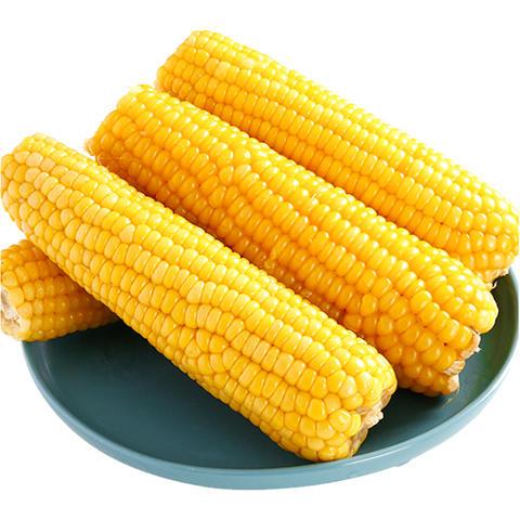 【东北黄糯玉米】非转基因 糯而不粘 配料表干净 0农残 无任何添加剂 防腐剂 商品图10