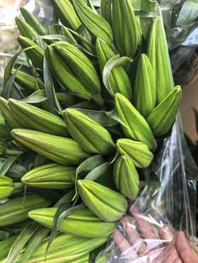 黄帝多头百合10支