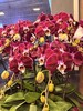 大气上档次蝴蝶兰盆栽幻影18支 商品缩略图1