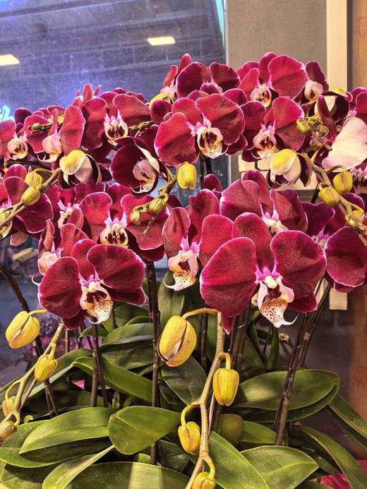 大气上档次蝴蝶兰盆栽幻影18支 商品图1