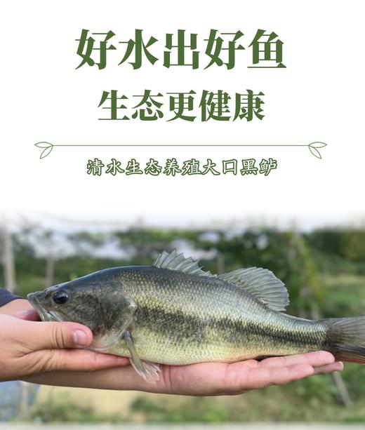 清水生态养殖大口黑鲈鱼 商品图0