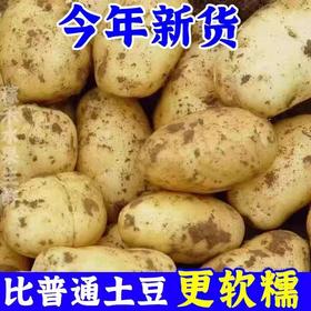 【香糯柔滑❗️新鲜营养】土豆洋芋挖白皮优质蔬菜马铃薯白心农家自种现挖新鲜。jd