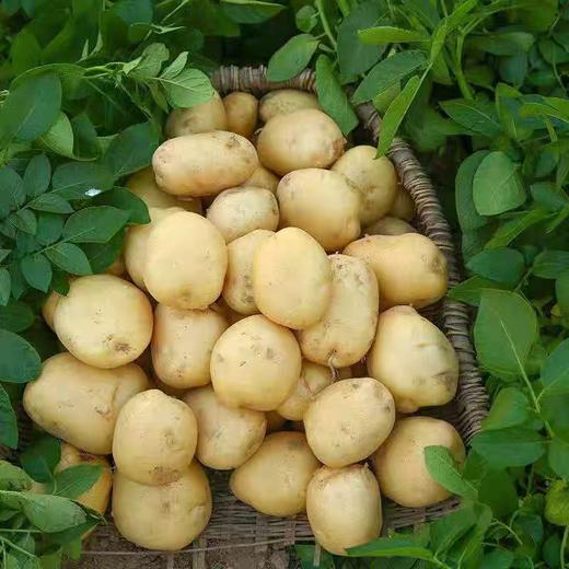 【香糯柔滑❗️新鲜营养】土豆洋芋挖白皮优质蔬菜马铃薯白心农家自种现挖新鲜。jd 商品图2