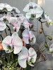 高端蝴蝶兰盆栽马卡龙海洋蓝6支950 商品缩略图2