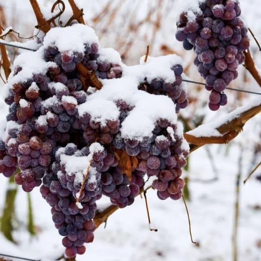 加拿大进口『ZORANI冰酒系列』| 加拿大不列颠哥伦比亚省冰酒产区，星级餐厅都爱的冰酒 商品图4