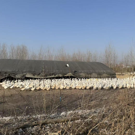 散养大鹅丨生态散养，吃草，粮食，海蛎子长大的肉就是香，手工宰杀，拔毛，肉质紧实。⭐️顺丰空运 商品图2