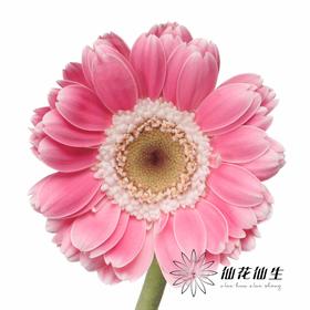 迷你非洲菊 | 芭比娃娃