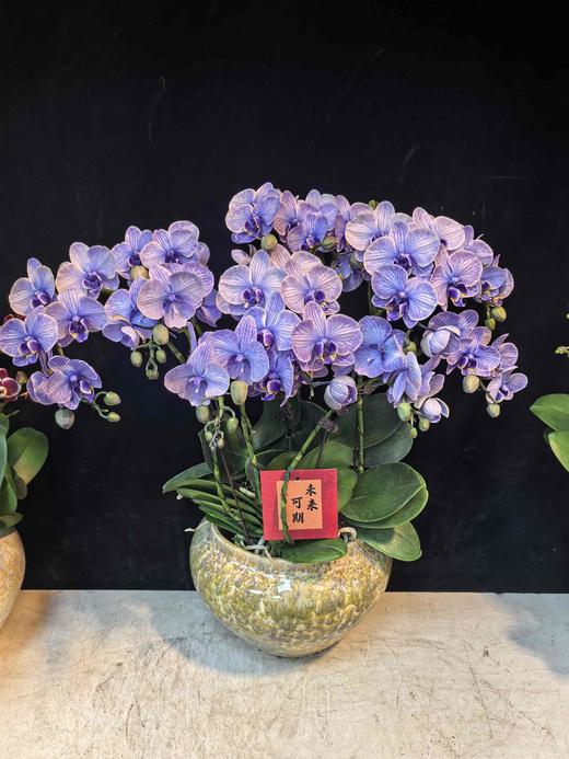 精品蝴蝶兰小盆栽马卡龙紫色12支 商品图3