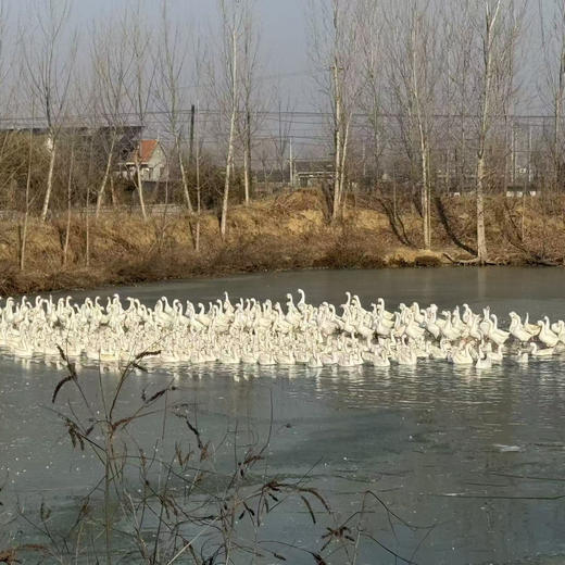 散养大鹅丨生态散养，吃草，粮食，海蛎子长大的肉就是香，手工宰杀，拔毛，肉质紧实。⭐️顺丰空运 商品图9