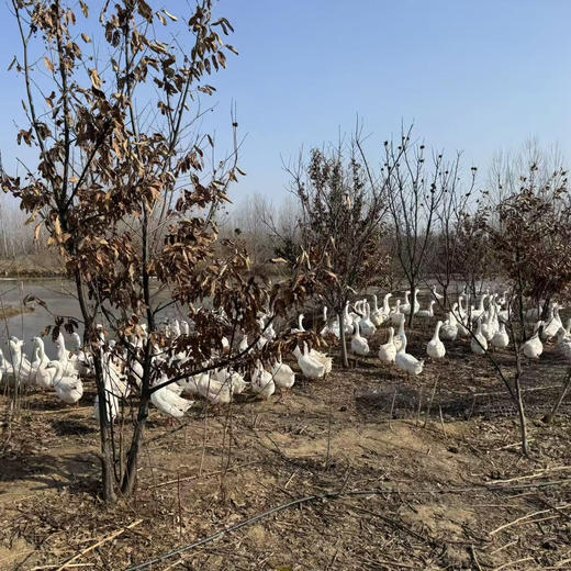 散养大鹅丨生态散养，吃草，粮食，海蛎子长大的肉就是香，手工宰杀，拔毛，肉质紧实。⭐️顺丰空运 商品图4