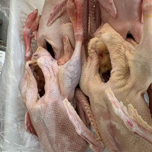 散养大鹅丨生态散养，吃草，粮食，海蛎子长大的肉就是香，手工宰杀，拔毛，肉质紧实。⭐️顺丰空运 商品图7