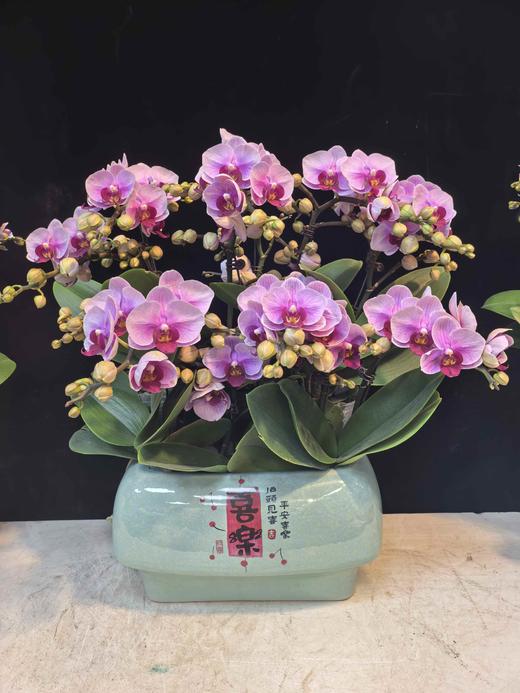 精品蝴蝶兰盆栽宝贝10支 商品图1