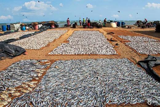 “一价全含”斯里兰卡“佛牙节”8天摄影团 商品图8