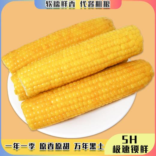 【东北黄糯玉米】非转基因 糯而不粘 配料表干净 0农残 无任何添加剂 防腐剂 商品图3