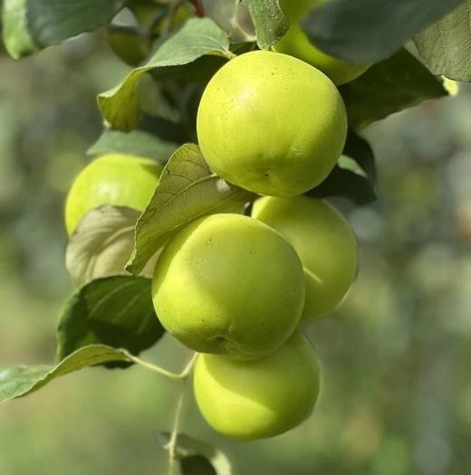 2月11日-2月24日停运！【苹果枣一枣三味】有着苹果的脆，枣的甜和雪梨的多汁 可食率高 收到放冰箱冷藏风味更佳 商品图7