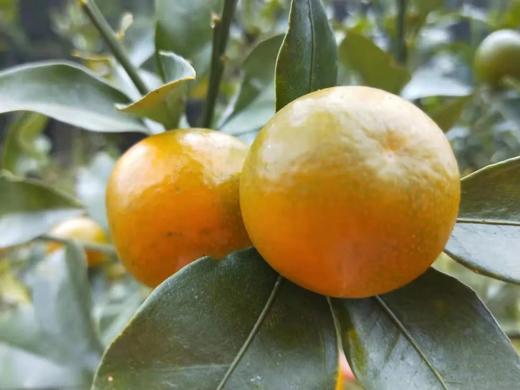 合作产品/   生态金桔 商品图10