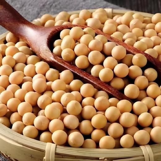 【杂粮精选】五谷滋养之有机黄豆 中国杂粮之都 山西忻州基地种植 有机认证 非转基因 山地种植 实现健康养生大自由 商品图0