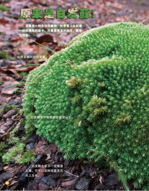 《童话王国·玩转地球》2026年12期征订（共10本）【赠随机过刊1本】 商品图9