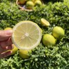 甜柠檬丨一颗不酸的柠檬，散发淡淡的柠檬香气，果肉多汁口感清甜，多种食用方法⭐️顺丰快递 商品缩略图1
