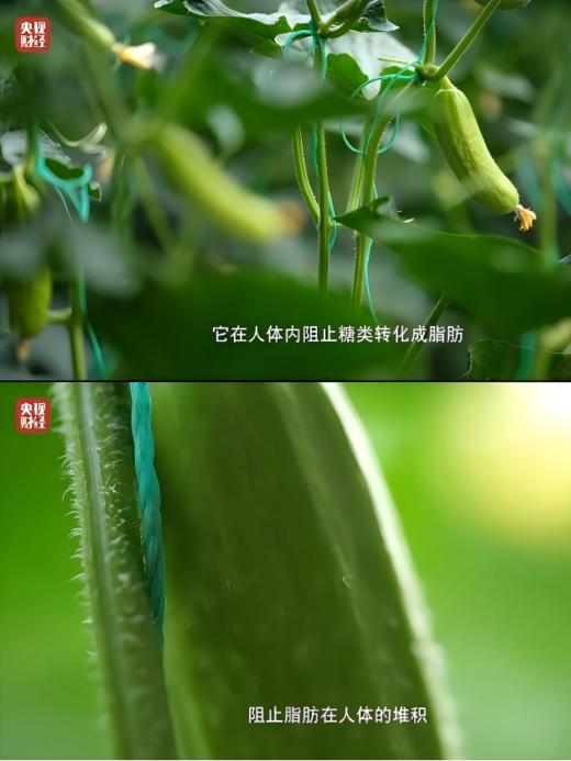 海阳乳黄瓜 （脆玉3号减脂黄瓜）火爆的低GI（低升糖）好食材 商品图2