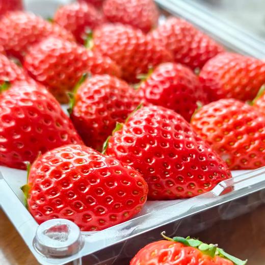 【建德草莓 助农帮扶 】馋了一年的建德红颜草莓甜蜜上市！现摘现发 顺丰直达，高颜值，香甜多汁！（中/大/特大果3盒净重2.8斤以上） 商品图2