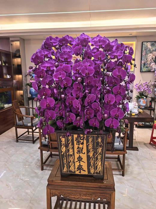 大气上档次蝴蝶兰盆栽中国红紫气东来30支 商品图2