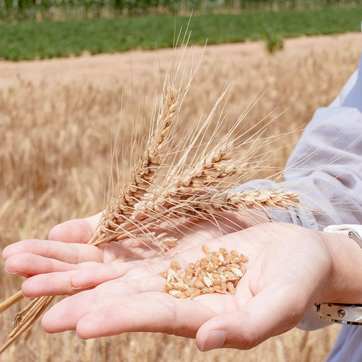 极客面粉 我家麦子磨的 啥也不加 会员群里连续好评两年 介于中筋与高筋之间⭐️顺丰快递 商品图1
