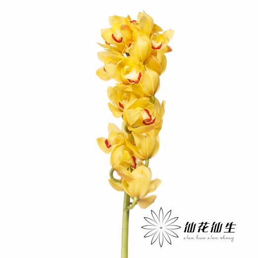 兰花 | 大花蕙兰黄金岁月【轻微瑕疵 折痕 色差 不售后，介意者慎拍】 商品图1