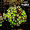 大手星花-人工 绿 商品缩略图6