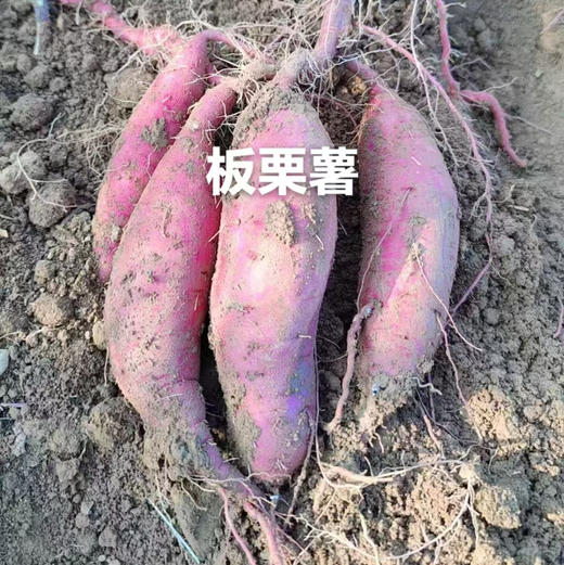 米花有机红薯 商品图0