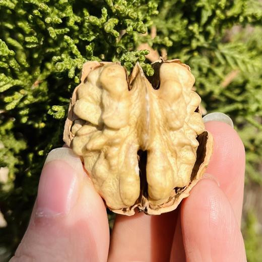 有机核桃丨云南古树结果，无人工干预，皮薄肉厚，香而不涩，果仁清脆，3斤/箱，⭐️中通/韵达快递 商品图1