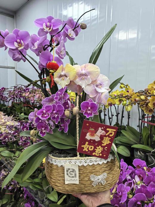 精品蝴蝶兰混搭盆栽5-6支 商品图1