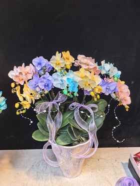 精品蝴蝶兰盆栽马卡龙混色12支