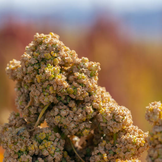 极客优质藜麦丨A级白藜麦/B级三色藜麦，无麸质全营养谷物，健康代餐常备，青海3100米海拔种植，颗粒饱满 ，去皂苷，免洗免泡。500g/袋⭐️顺丰快递 商品图8