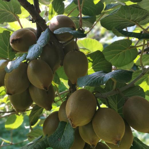 天赋高原有机猕猴桃  “猕”足珍贵，海拔给的底气 不打药不套袋 吃的就是自然 商品图10