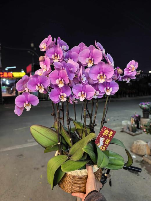 精品蝴蝶兰小盆栽安娜10支 商品图2