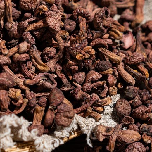 榛蘑/黄蘑/红松伞丨东北长白山原始林区，纯野生自然生长，肉质肥厚紧实，自然晾晒，自带浓郁菌香，250克/袋⭐️中通/申通/韵达 商品图0