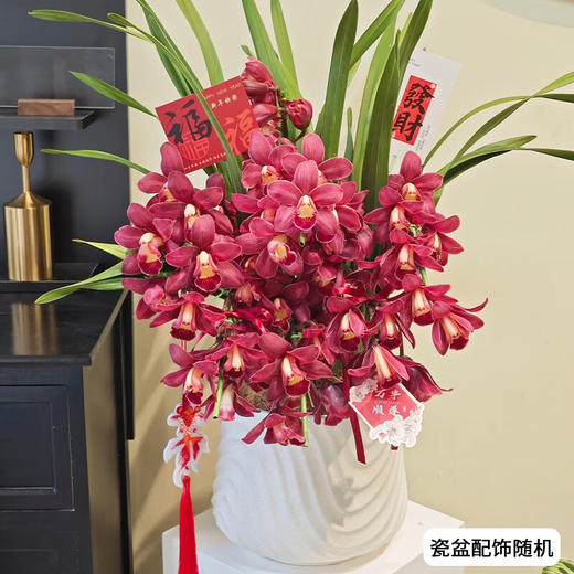 大花蕙兰盆栽植物室内客厅办公室花卉兰花年宵花送礼 商品图3