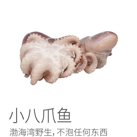 【任选4份包邮】小八爪鱼丨渤海湾野生 不泡任何东西⭐️顺丰快递 商品图10