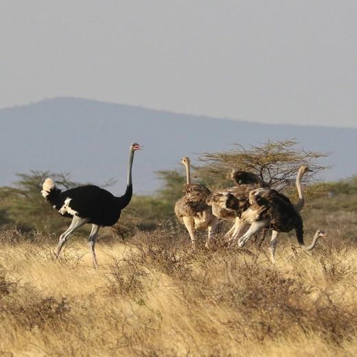【暑假】野性非洲，神奇地球大冒险，肯尼亚动物大迁徙 8天7晚 商品图8