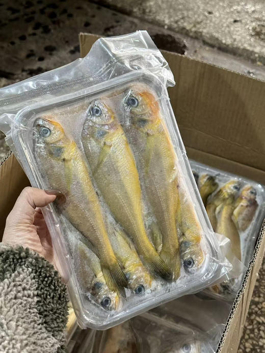 周三取货：【吕四小黄鱼】一盒1斤左右，约6-7条，颜色金黄，纯野生，鲜美无比！黄鱼中的上品！ 商品图0