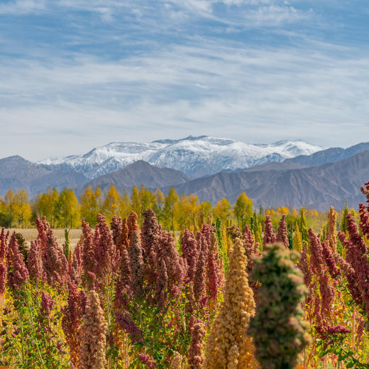 极客优质藜麦丨A级白藜麦/B级三色藜麦，无麸质全营养谷物，健康代餐常备，青海3100米海拔种植，颗粒饱满 ，去皂苷，免洗免泡。500g/袋⭐️顺丰快递 商品图6